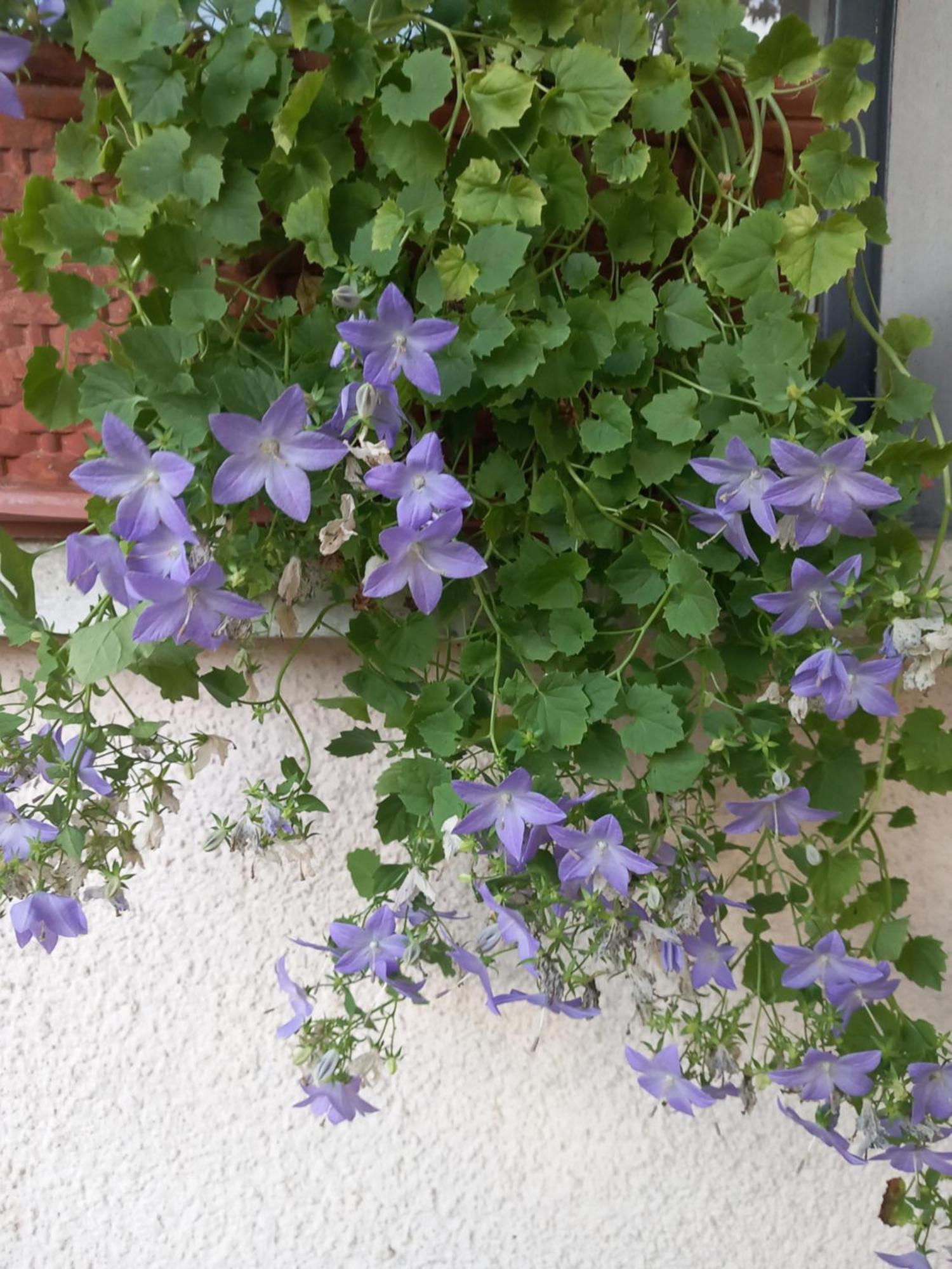 La Casa Di Tina - Civenna Villa Bagian luar foto